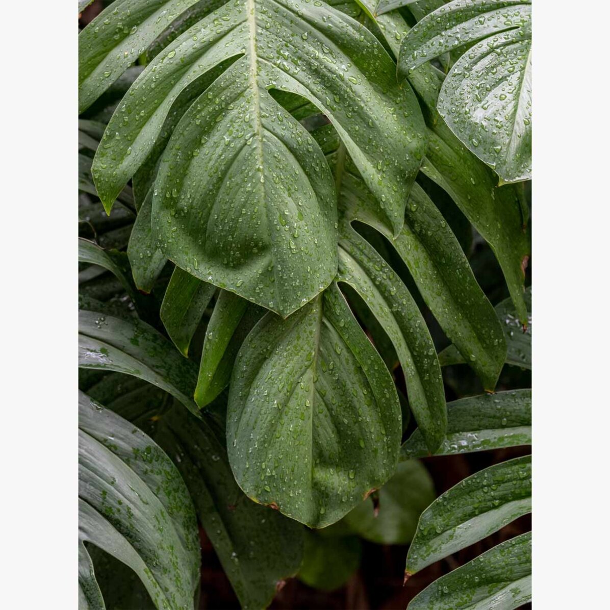 Plakát Monstera