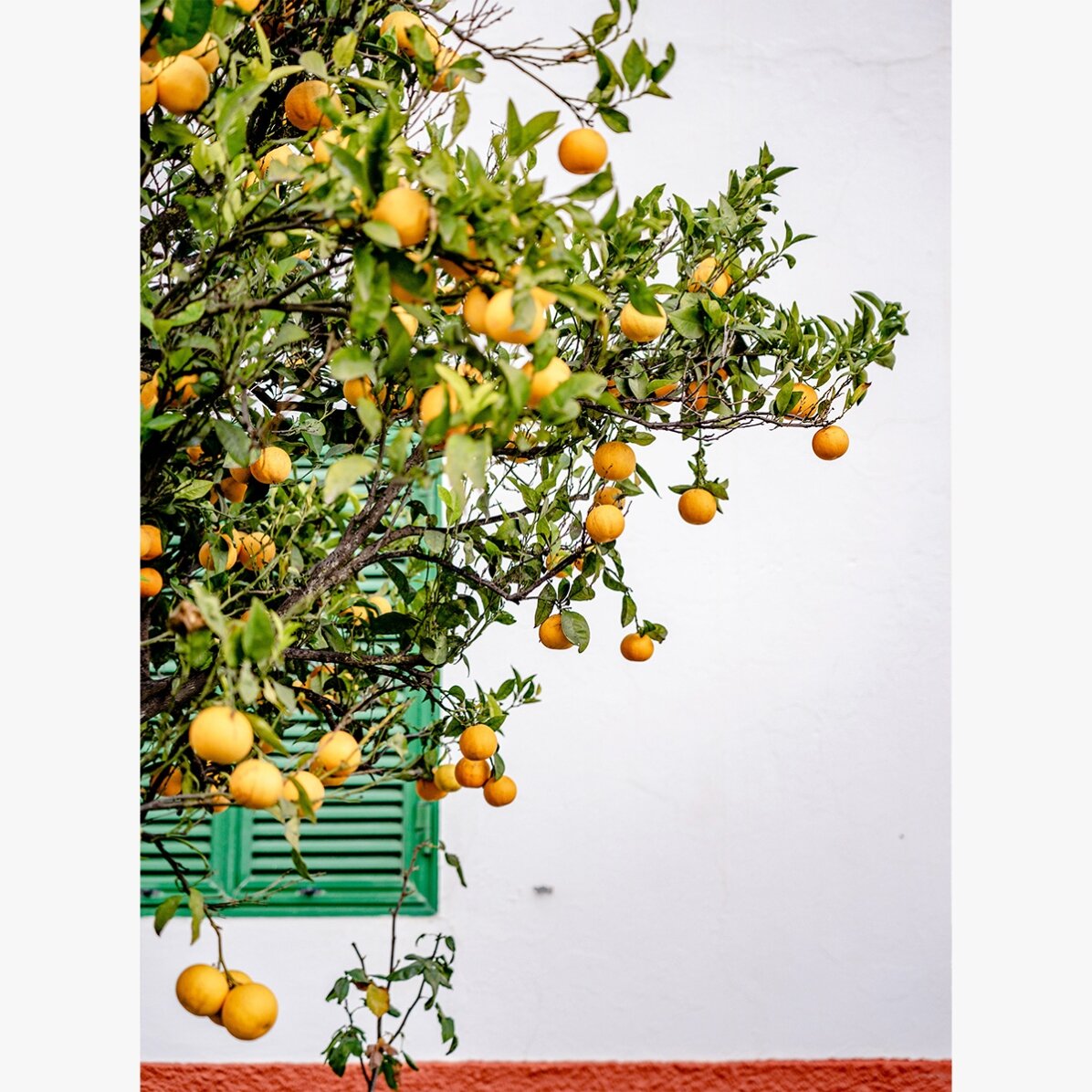 Plakát „Tangerines“