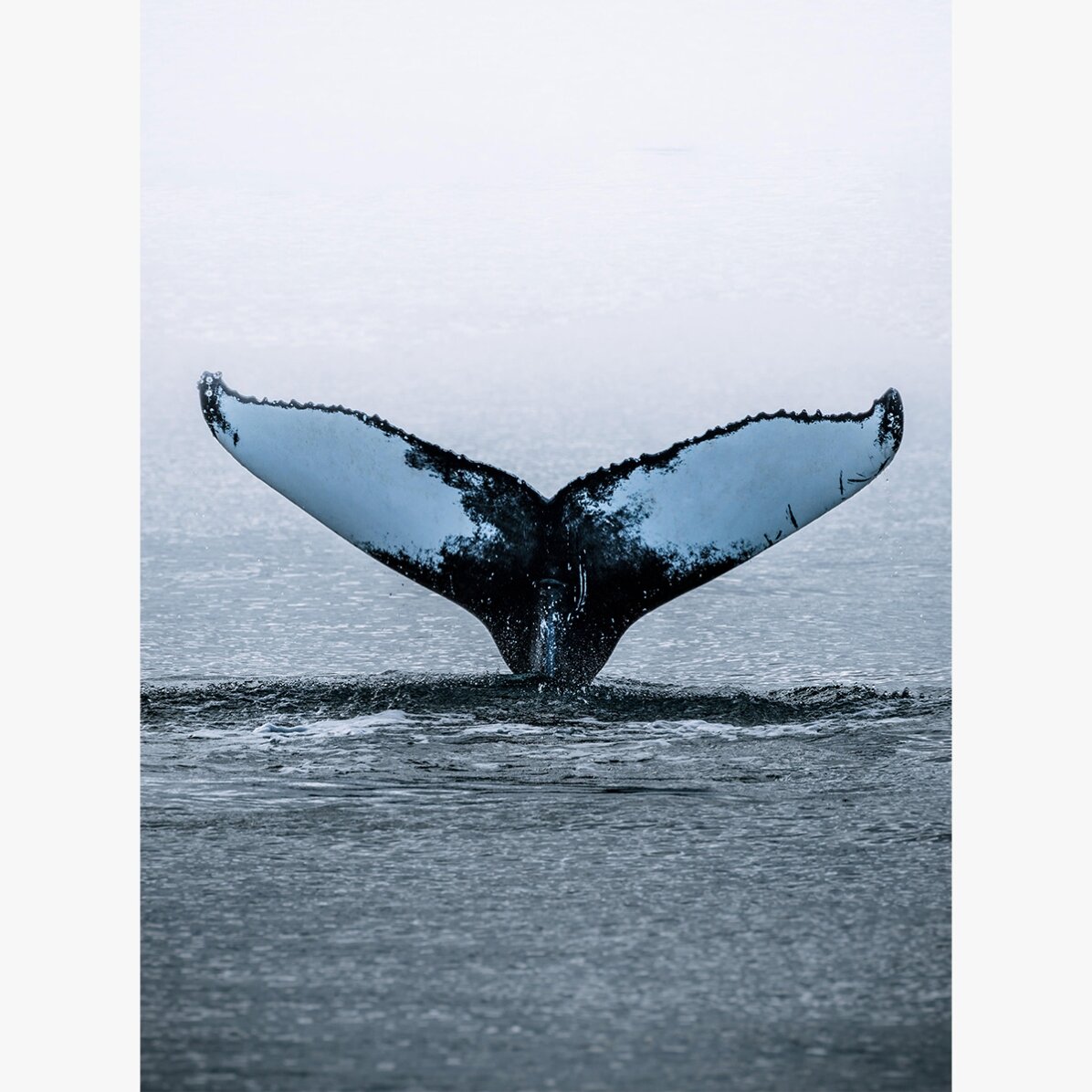 Plakát „Whale Tail“